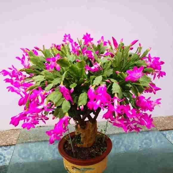 蟹爪兰进入“休眠期”,4件事避开,新叶厚一倍,越长越密集