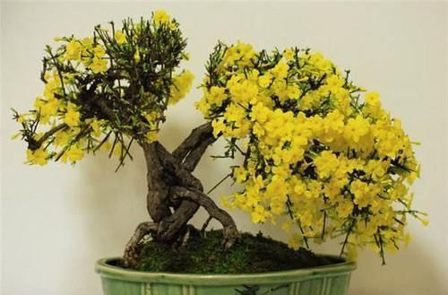 盆栽|养3种树,越老越值钱,5年变老桩,盆盆都值2000元以上