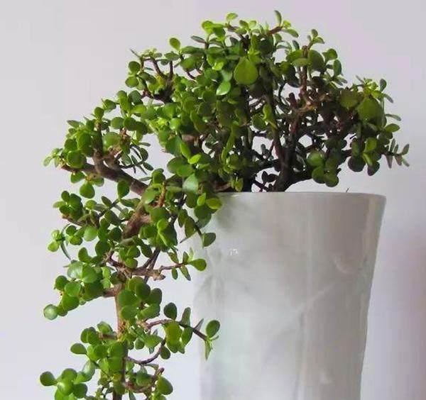 金枝玉叶怎么越养叶子越少了,该怎么养掉叶子已经不叫金枝玉叶了