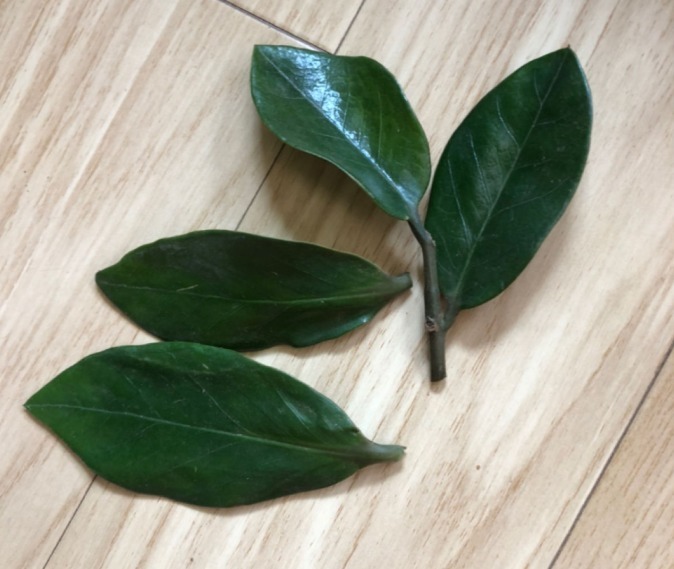 一种懒人植物，最怕浇水，一浇水黄叶又烂根！