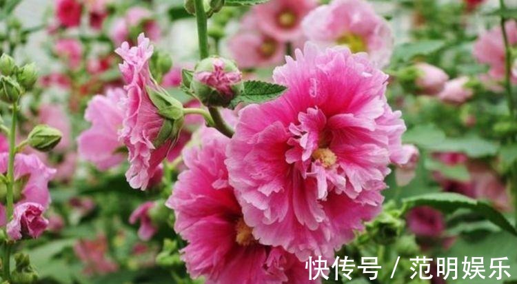 家养3种花,好打理,易爆盆,花开不断,还能旺财