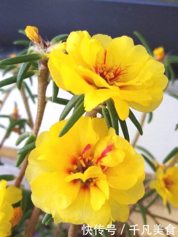 只用叶子也能扦插，这花把叶子剁5段，插到土里就能长成5盆花