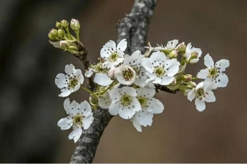 云南普洱：初春赏花好地方