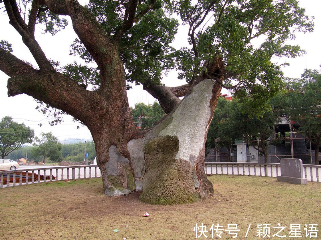 湖光山色|奉化状元岙，湖光山色，千年古樟到底谁是树王