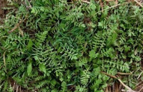 聪明的人爱吃3种食物,排毒养颜、延缓衰老,早吃早好!