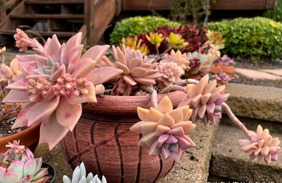 多肉胧月和蒂亚都适合新手,但一个特别好养,一个难上色却颜值高