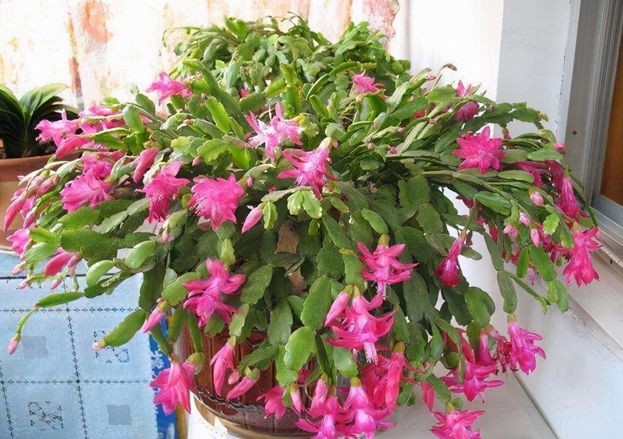 农历九月十八霜降后，养什么花？家里养3种花，抬头见喜举步迎春
