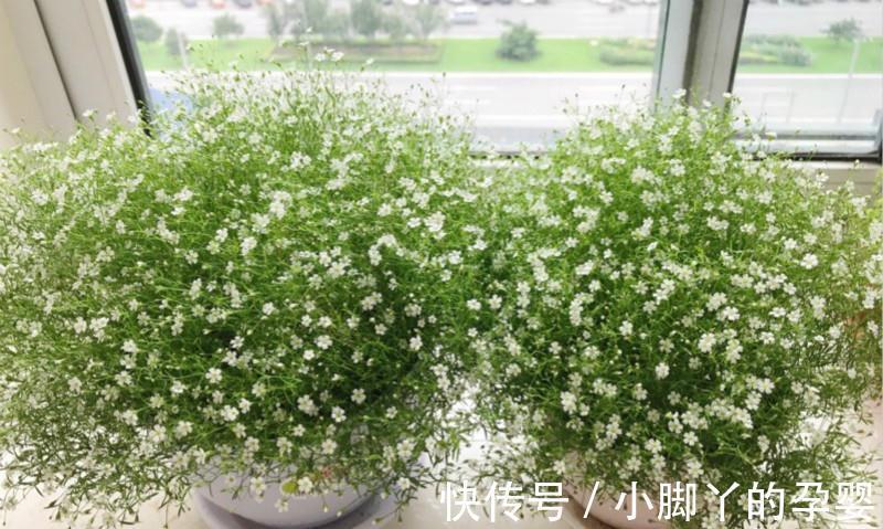 几朵花|此种花真好养，给点阳光就灿烂，女生看了都喜欢