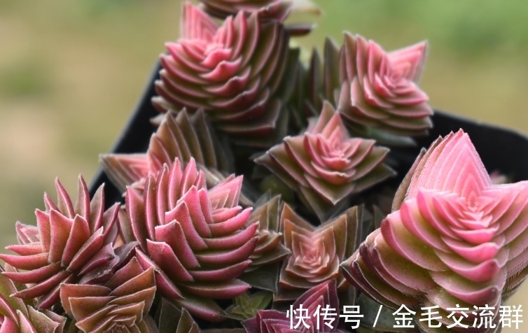 叠叶多肉非常有特色,是否想买一棵?建议你先了解它的来历再入手