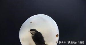  地摊|海洋玉值钱吗 藏石家国庆节逛地摊, 意外淘来“钟馗兄妹”