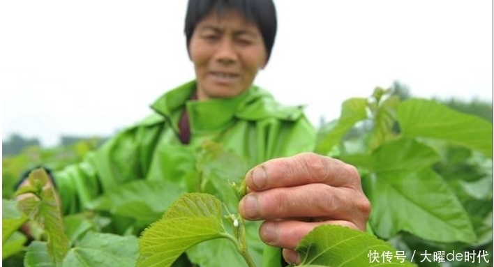 桑椹树|找了这么多年的降糖良药,原来这玩意儿在农村啊!