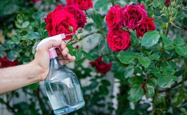  月季花|月季开完花就僵苗、生病是为什么？月季花后护理，给玫瑰做个月子