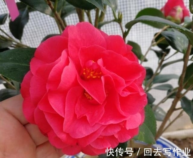 农历十一月大雪过后,养什么花?家里养3种花,金桂生辉萱草长春