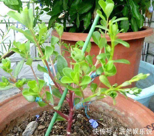 老桩|金枝玉叶又能派上“大用场”,嫁接几根太阳花,变成老桩“花柱”