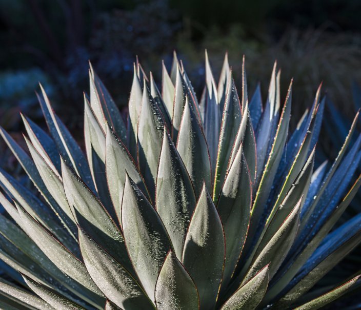 种花|“4种花”养家里,不仅能净化空气,还能旺财镇宅好