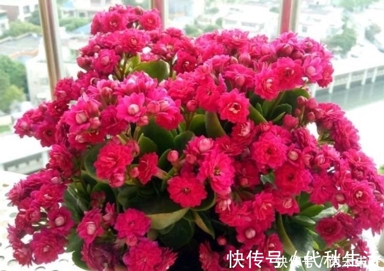 花朵|家里要养4种花,开花吉祥又喜庆,随手一养就“爆盆”!