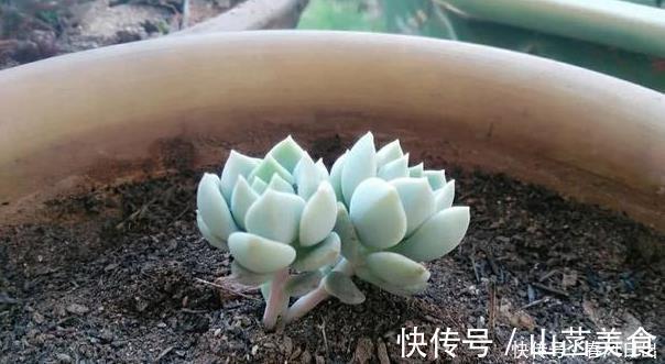 多肉|养多肉一年,关于多肉浇水这个事的小经验分享!