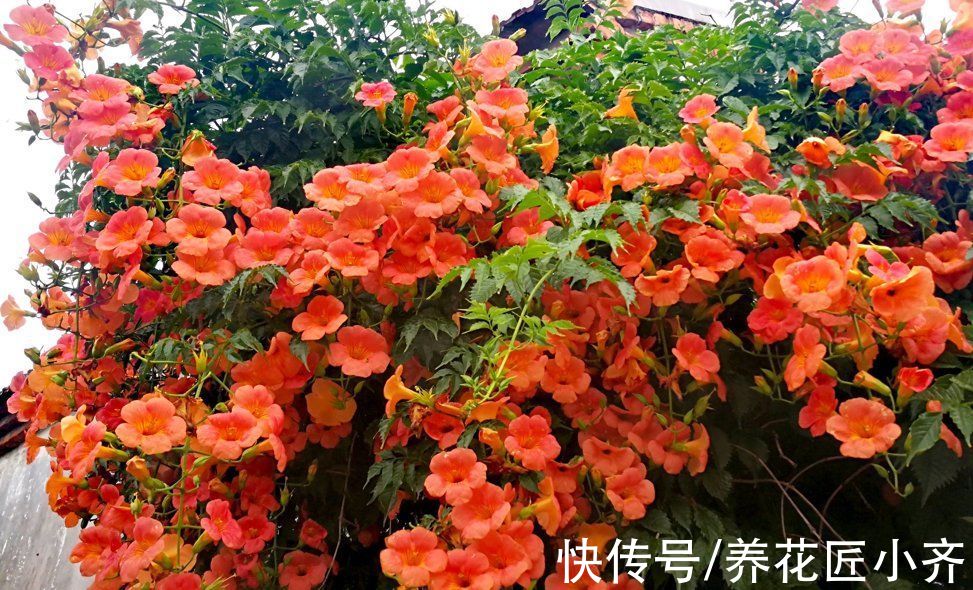 5种“球根花”,开花漂亮可盆栽,有花园必须种,能耐零下低温