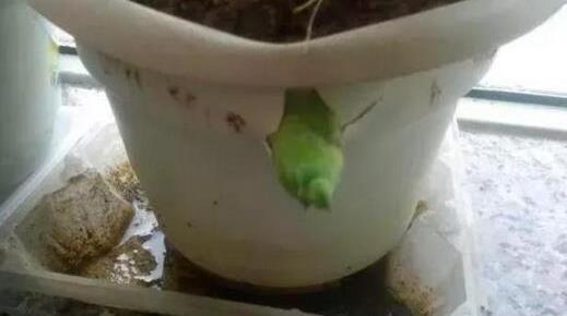 虎皮兰长得慢,秋后用它养,粗根变小芽,顶破盆,太给力了