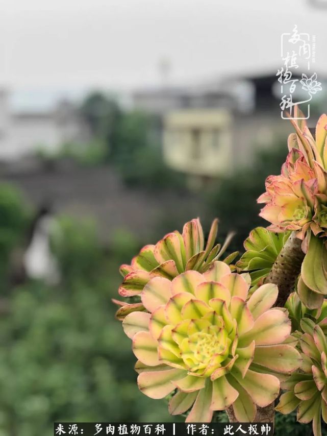 骄阳艳玫瑰,梦幻魔法师!独爱你的百媚千红!