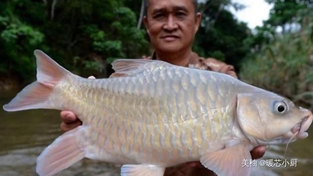 昂贵|世界上最昂贵的“淡水鱼”,每公斤要3000元,吃了都赞不绝口