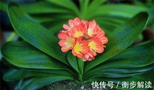花盆|养君子兰,花盆里埋上10粒它,3个月蹿出4片新叶,开花50朵