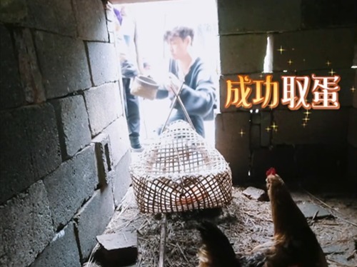 顶级流量 《向往的生活》由张艺兴掏鸡蛋,论爱豆的出圈之道,需要自我突破