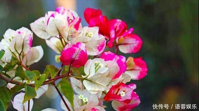 这2种花出了名的“耐旱”,水越少长得越旺,开花绝不含糊