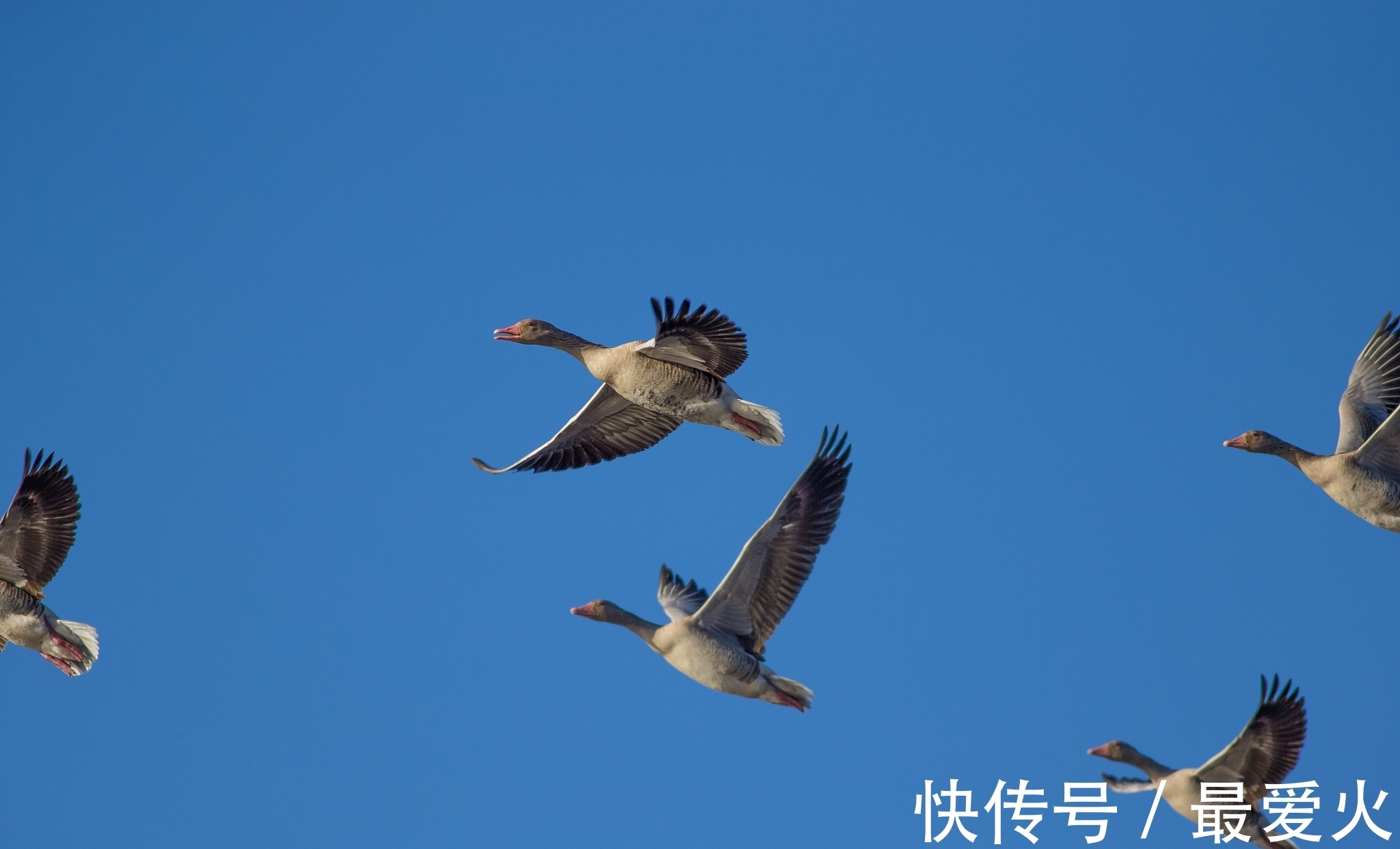 云鴻#詩詞欣賞/五律.格調(附懸聯并求對)