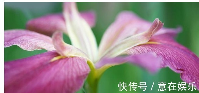 象征着鹏程万里，前途无量，素雅大方的鸢尾花