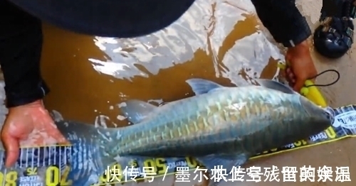 和朋友深山钓鱼,意外钓上“奇鱼”,鱼鳞大,颜色也特别,什么鱼