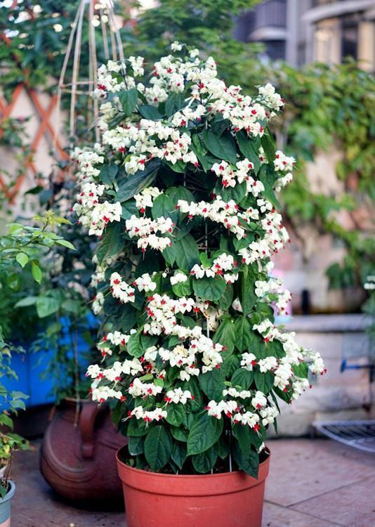 九龙吐珠|新型观赏花木,夏季盛花,容易成花墙,皮实好养,室内盆栽也可以