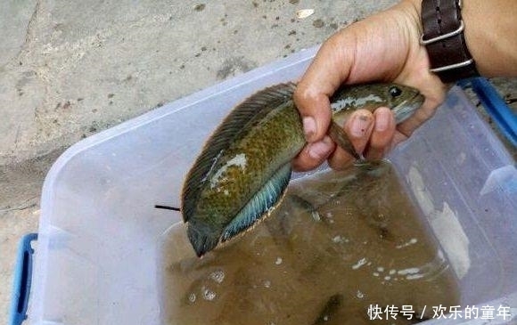 废弃野塘钓罗非鱼，竟上了条“彩虹雷龙”！