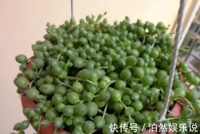 爆盆|养花技巧10种吊兰，好扦插，易爆盆，掐一根一插就是一大盆！