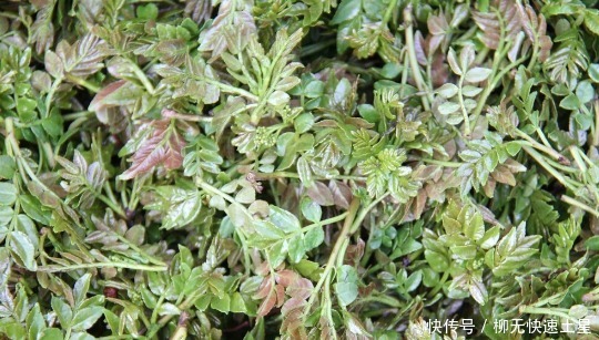 吃法|夏季挖野菜，送你64种野菜图片大全，教你认识不同的野菜和吃法！