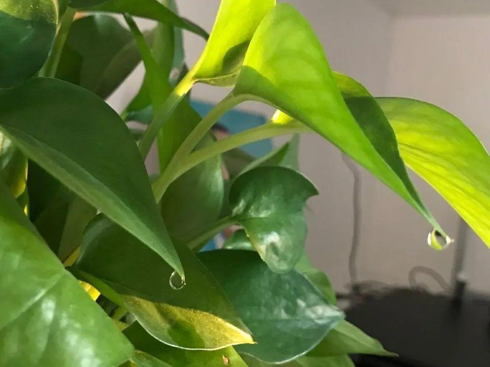 花叶子噗噗冒水珠,恭喜你,把花养灵了!