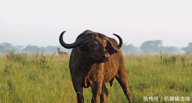 牛肉|中国历史上, 这种动物的肉是唯一明令禁吃的, 你知道是什么吗