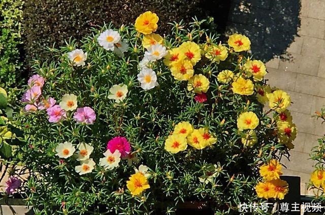 花园|自己造花园，4种花卉不能少，2个月就能开爆盆，关键皮实好养！