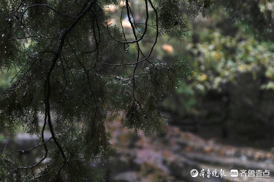 齐鲁壹点|壹图集丨立冬初雪飘，泰山红门别样美