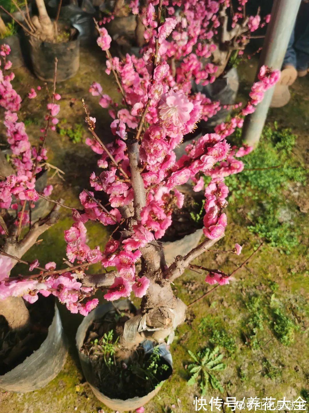 10种花不怕冷,先别搬进屋,放外面冻一冻,开花更旺