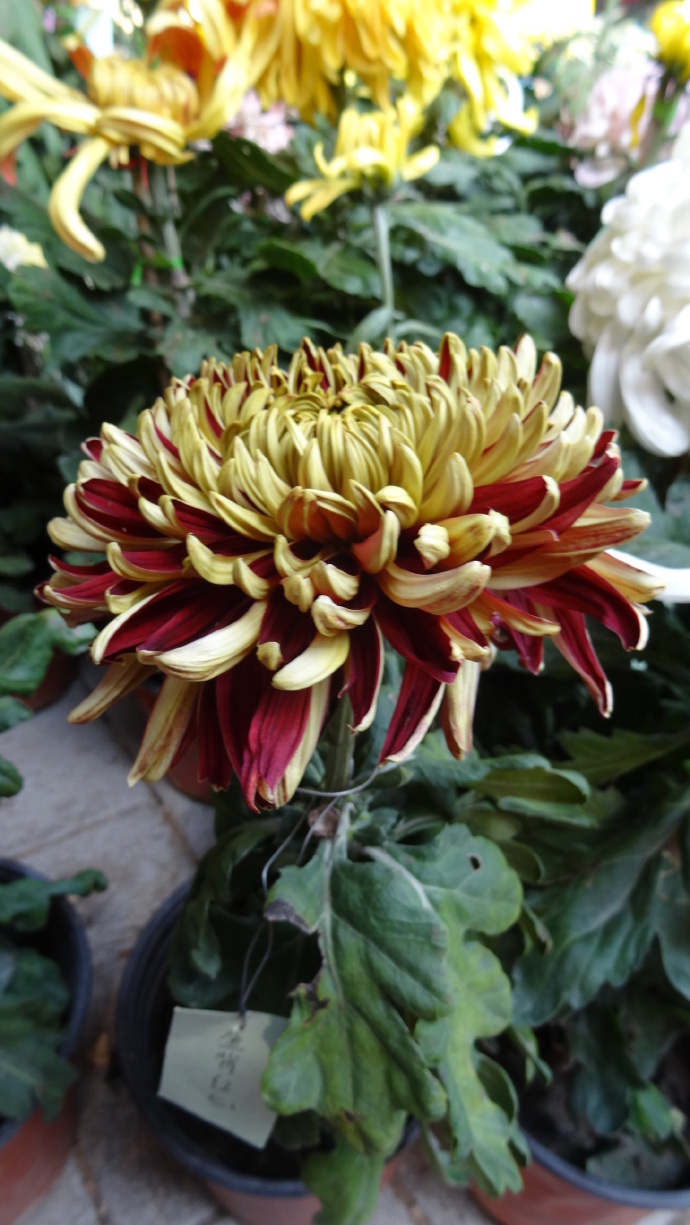 此款|此款花懒人最爱养,沾点水就爆盆,花姿优美,花朵美艳迷人,超美