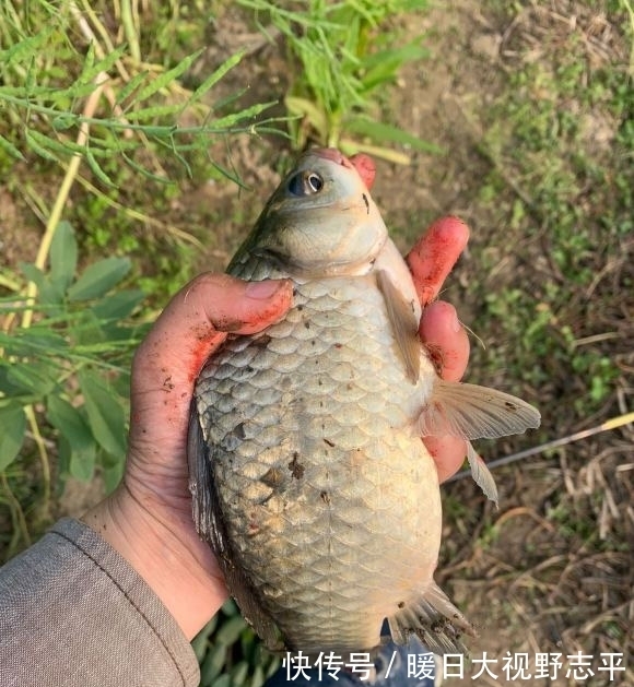 夏末|夏末野钓攻略分享，明确对象鱼，找准钓位