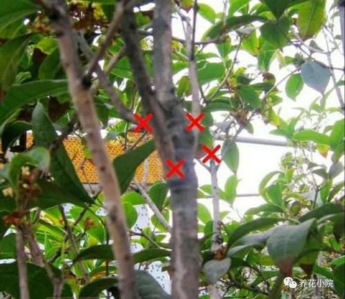 春季给桂花剪剪枝、抹抹芽，八月桂花才能满院飘香