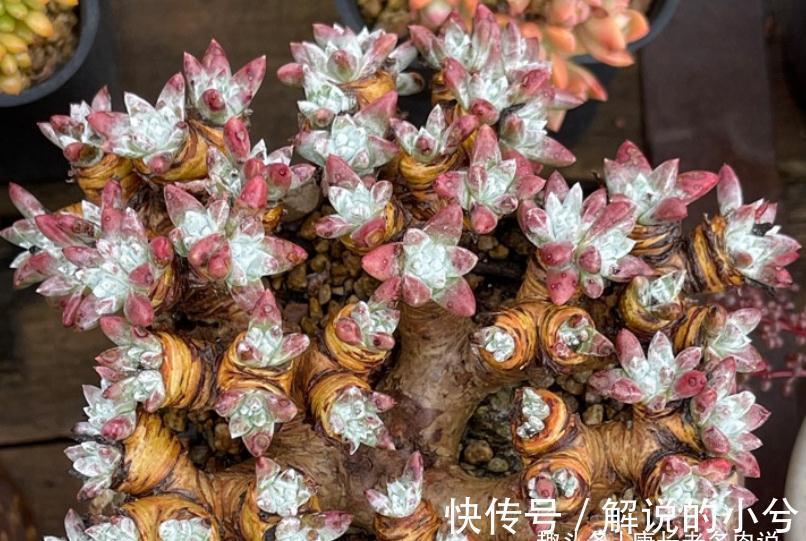 多肉繁殖方式一网打尽,学会后想怎么玩都行,1年之后还能变大户