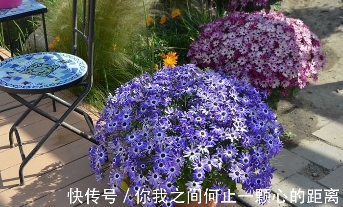 为什么家里的瓜叶菊养一段时间就会枯萎,如何让它开花更久?