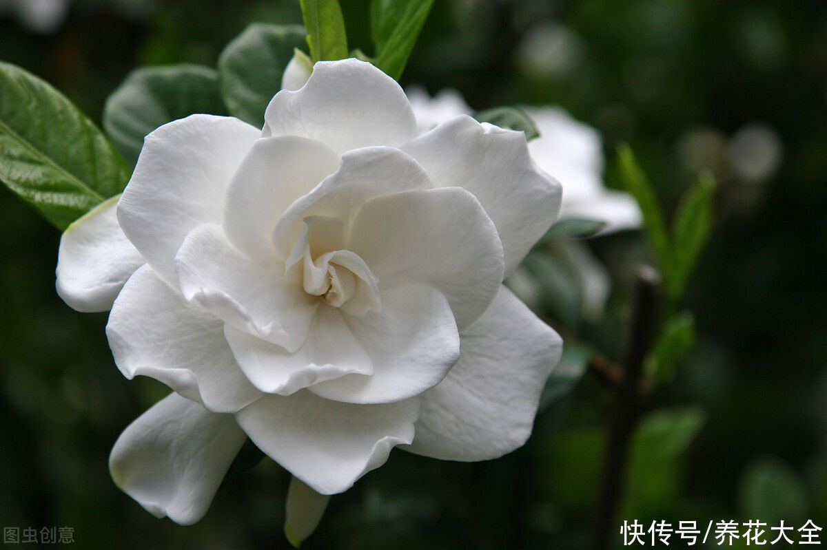 养殖|3种花明明开花很美，却不太受欢迎，到底是为啥？