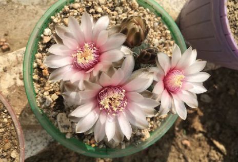 新手养花，不如养盆花中精品“无名的裘德”盛开金灿灿，水果花香