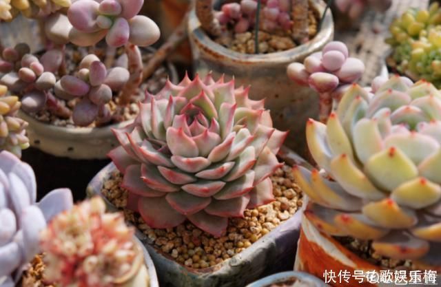 浇水|新买的多肉,旱它10天不浇水,反而长得特别胖