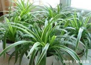 叶子|吊兰长得“太稀、太细”了,给吊兰来上几刀、补点肥,叶子油亮长