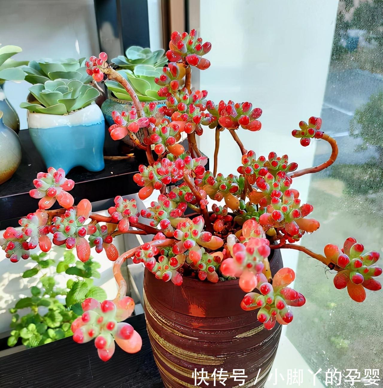 分享容易养成“老桩”的4种普货，初冬的肉肉又美又有韵味，爱了